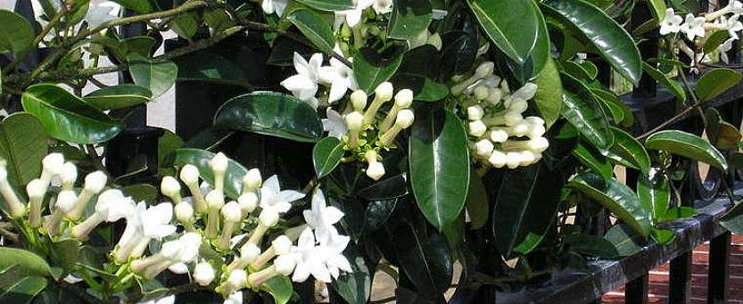 Stephanotis-blomster er også kjent som Madagaskar-jasminblomster