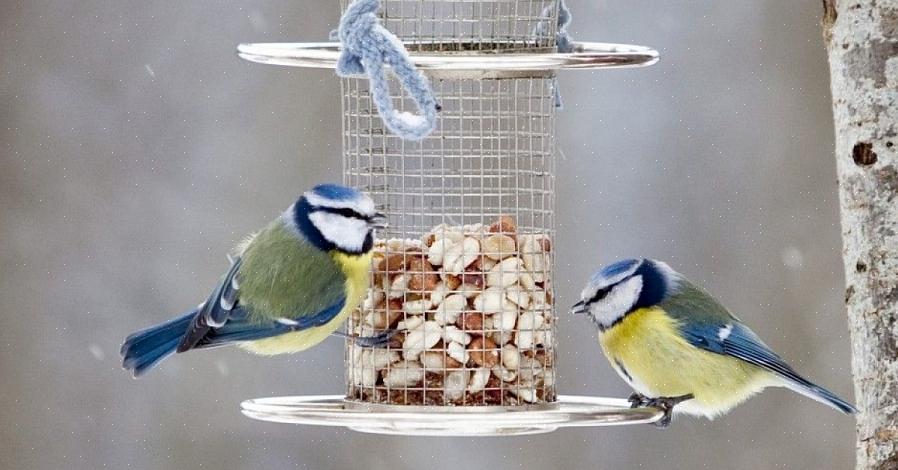 Det er mange fordeler med fuglefôring som fuglefuglere i bakgården kan ha langt utenfor selskap med fuglene