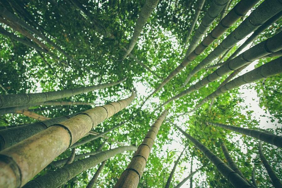 Bambusplanter har spesielt lange røtter som når dypt ned i jorden der de vokser