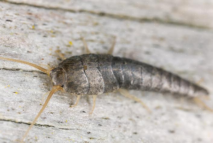 Båndklærmøllen (vist her) er en liten møll med et vingespenn på ca 1,30 cm