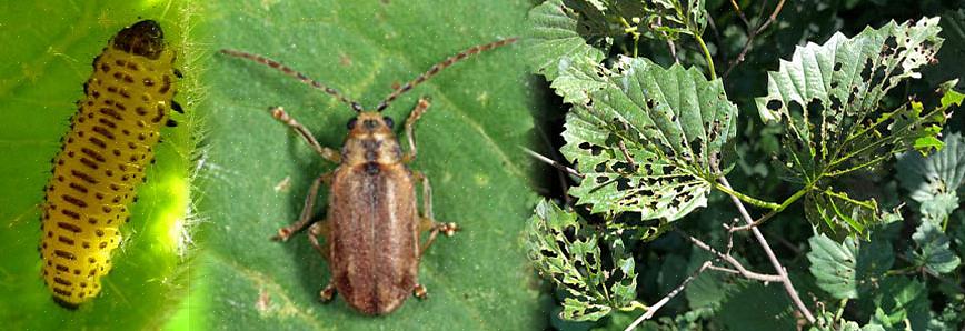 Den importerte Viburnum Leaf Beetle (VLB)