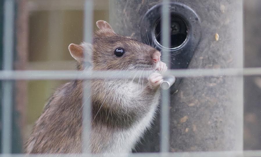 Leptospirose er forårsaket av en slekt av bakterier (Leptospira spp.) Passert av gnagere