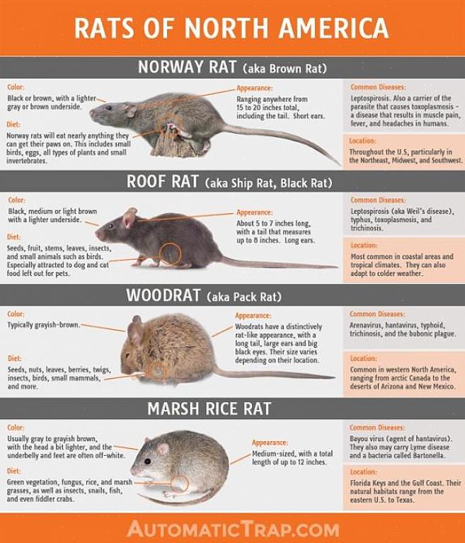 Symptomene ligner på influensa