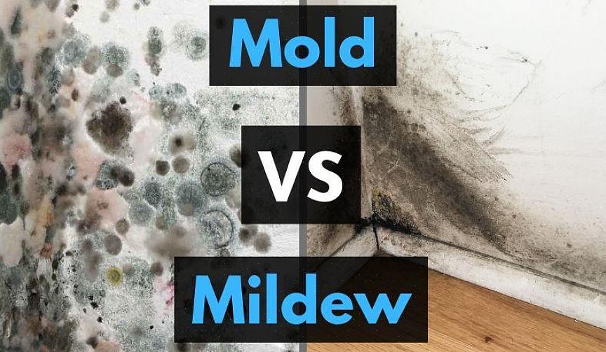 Mold Mildew Hvordan mugg og mugg dannes