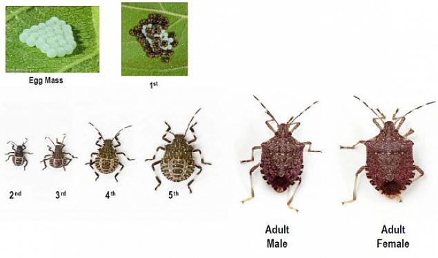 Og i motsetning til urbane myter tiltrekker ikke døde stinkbugs andre stinkbugs