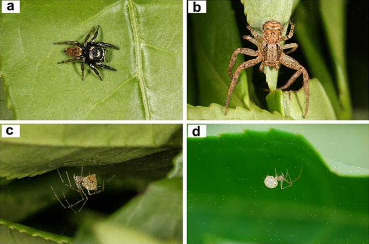 Kameleoner er vanlige øgler i Sør-Europa som spiser edderkopper så vel som andre små insekter