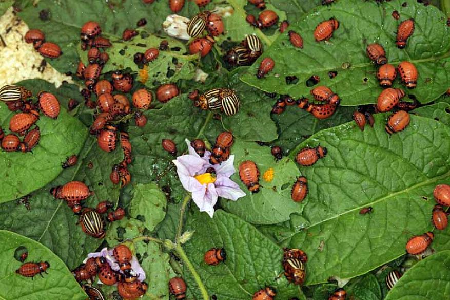 Colorado-potetbille (Leptinotarsa decemlineata) er det klart største skadedyret for både bakgård