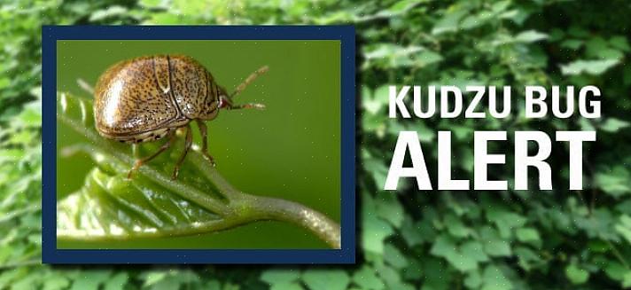 Squashbugs kan kudzu-buggen bli et veldig irriterende skadedyr av hjem