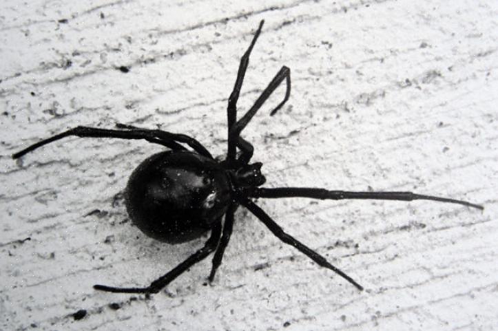 Den vanligste årsaken til menneskelige bitt er når en person utilsiktet kontakter edderkoppnettet