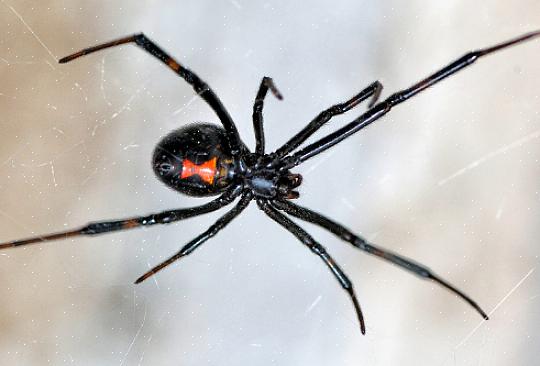 European House Spider er en kamfots edderkopp