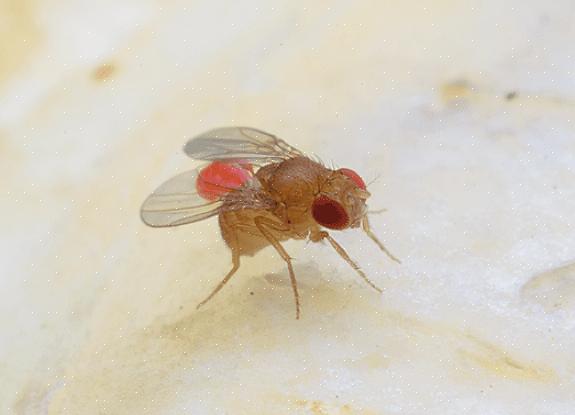 Den beste løsningen for en phorid-flyinfeksjon er å lokalisere