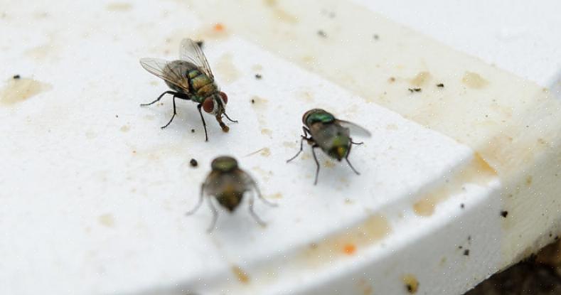 Fange og zappe flygende insekter