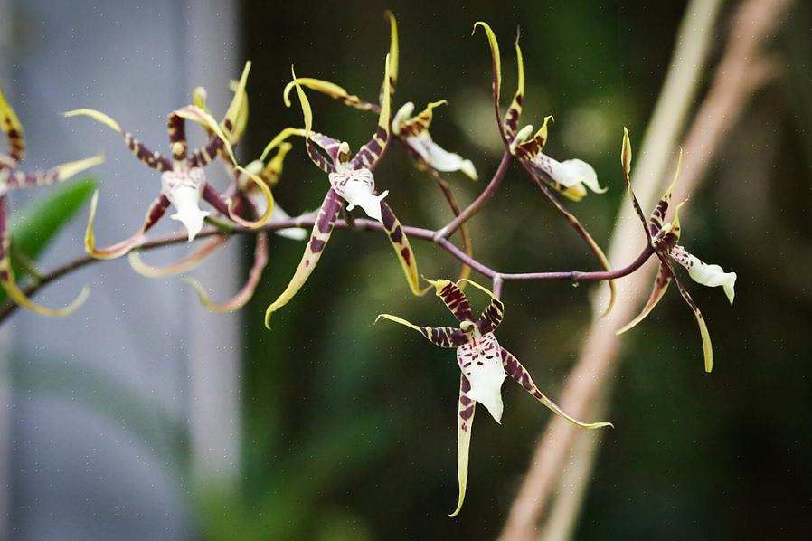 Og når den reiser til en ny Brassia-plante klarer den å pollinere dem