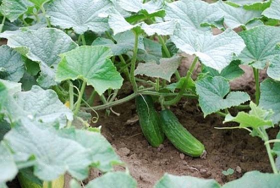 Så å prøve en annen type agurkplante kan gjøre hele forskjellen