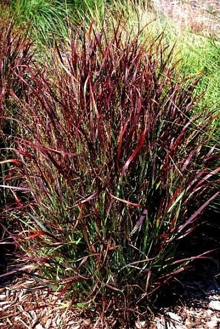 Jomfrugress (Miscanthus sinensis 'Gracillimus') ruver seg over de kortere hjortebestandige gressene