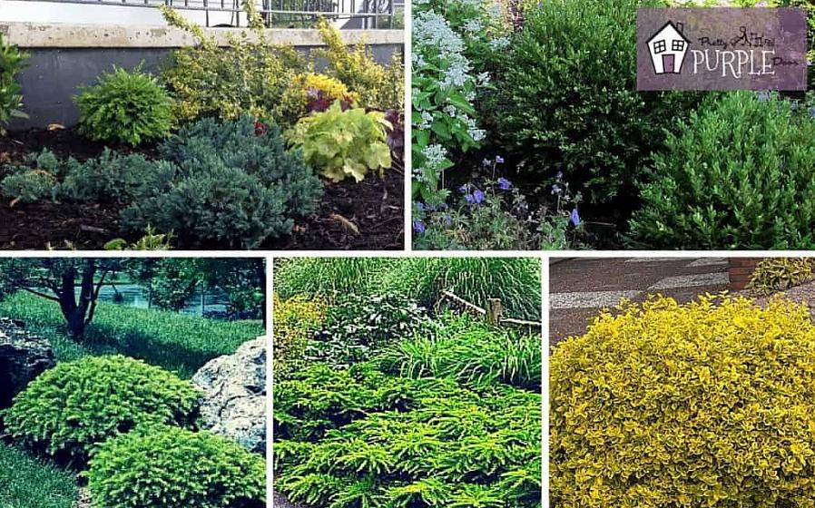 Bør du velge en plante fra løv- eller bredbladskategoriene