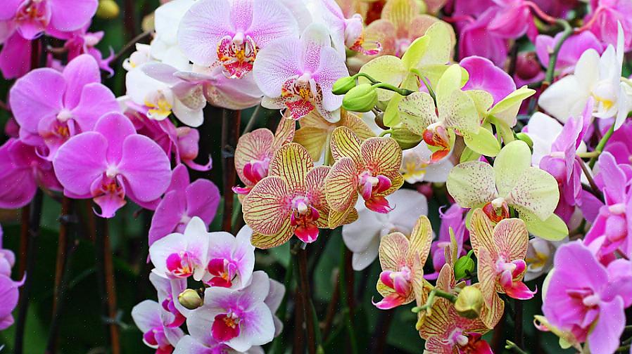 Orkideers enkle evne til å skape nye planter skyldes delvis orkideers høyspesialiserte vekstvaner