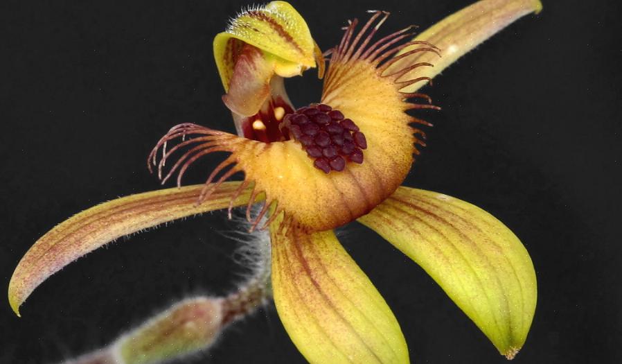 Mange orkideeslakter krysser lett med andre orkideer
