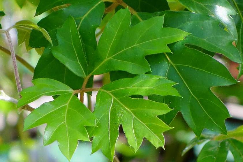 De fleste Cissus-arter er godt tilpasset for lite lys