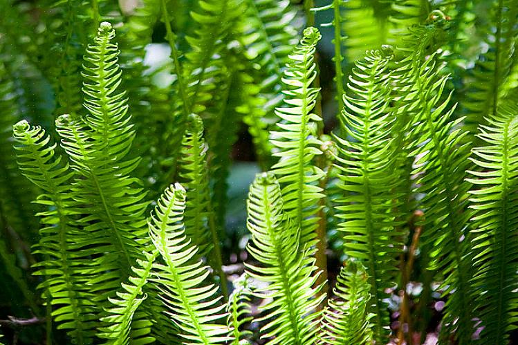 Blechnum-slekten er ikke spesielt vanlig som potteplanter