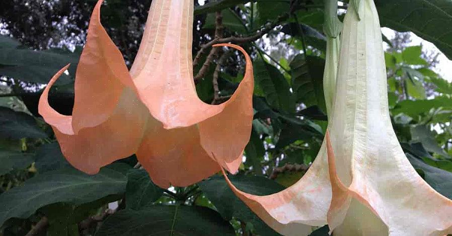 Er det vanlig å lese nyheter om mennesker som dør av Datura-forgiftning etter å ha inntatt deler av planten