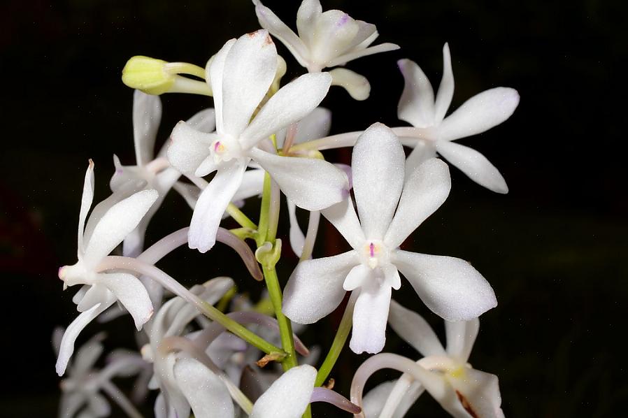 Vil de svimlende blomsterkonstruksjonene til Rhynchostylis-planter vise seg å være et flott tillegg