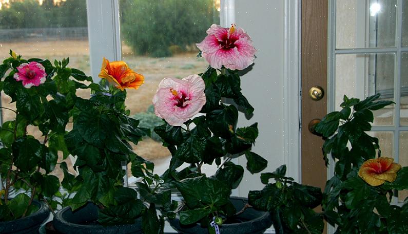 Hibiscus kan forplantes med bløtstikklinger sent på våren når planten begynner å vokse igjen