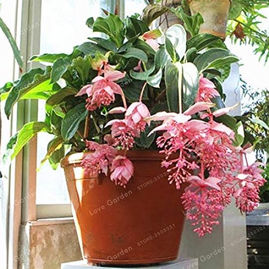 Medinilla planter kan også vokse i godt drenert jord