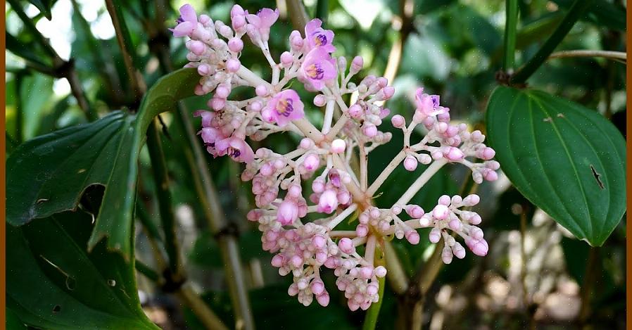 Medinilla planter kan være epifytiske i regnskogen