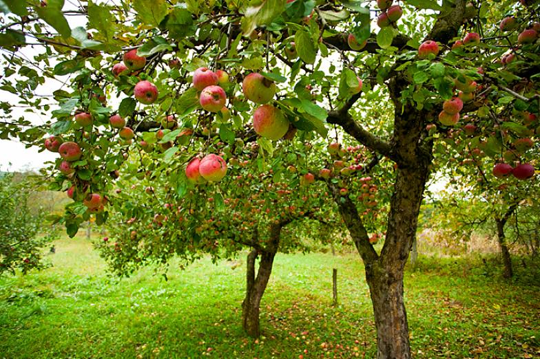 Imidlertid kan noen fruktvarianter sette frukt med pollen fra samme tre eller med pollen fra samme sort