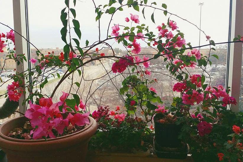 Bougainvillea (Bougainvillea) er ikke et typisk stueplante - i sin naturlige form