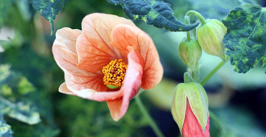 Det er to gode grunner til å dyrke Abutilon-arter