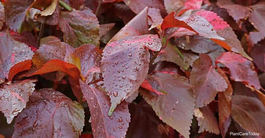 Acalypha som en vanlig tilførsel av vann