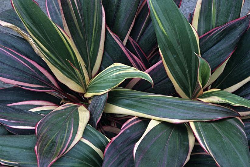 Cordyline (Botanisk navn