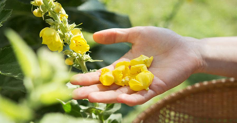 Mullein vokser i naturen