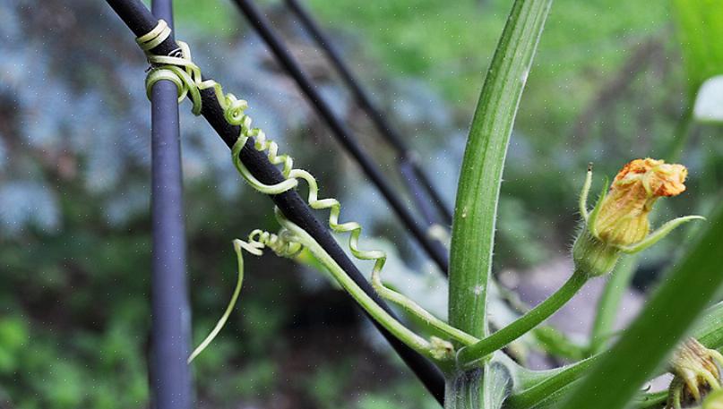 De friske blomstene lagt på toppen