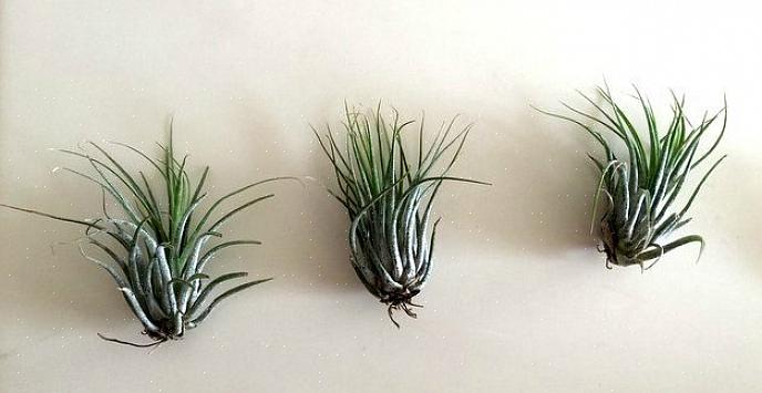 I sannhet er all tillandsia naturlig epifytiske luftplanter som vokser ved å feste seg til trær