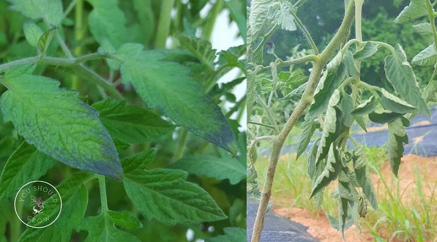 Vil tomatbladene ha en eller to flekker per blad