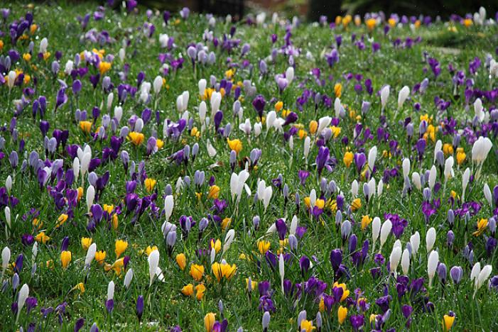 En av de første landskapsplantene som blomstrer i en nordlig hage er trollhasselbusken