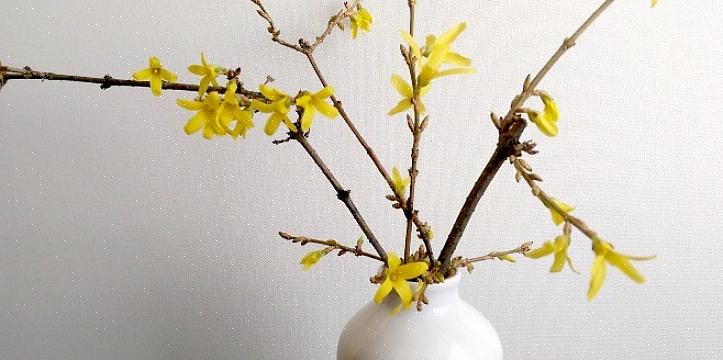 Hvordan tvinge forsythia blomster