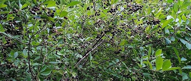 Den svarte chokeberryen (Aronia melanocarpa) er en løvfellende busk fra Nord-Europa