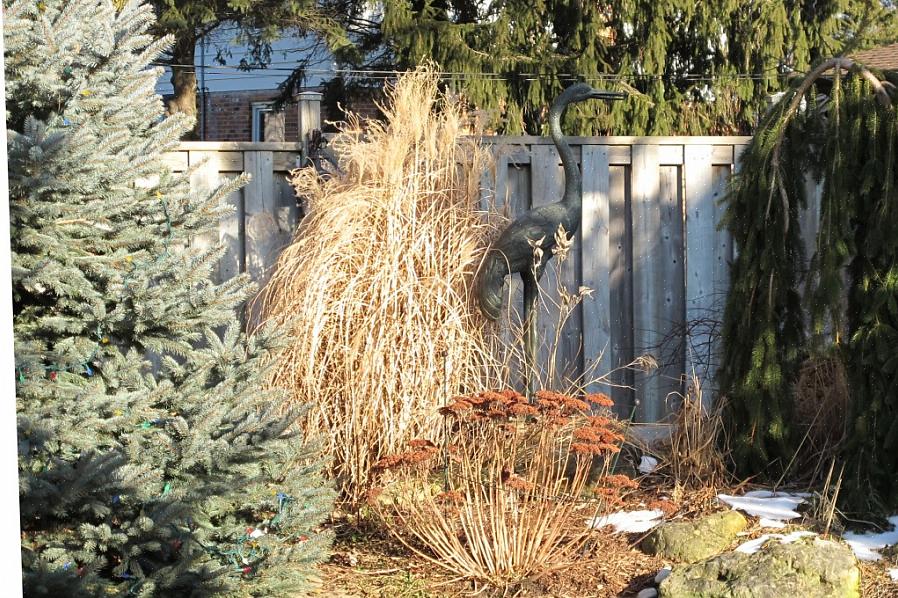 2 meter bred) Dvergen Alberta gran er fortjent en av de mest populære dverggrønne planter