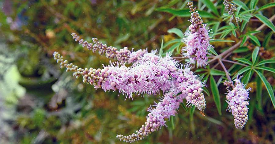 Det kaste treet (Vitex agnus-castus) er en nydelig løvbuske som bærer klynger av lilla blomster om sommeren