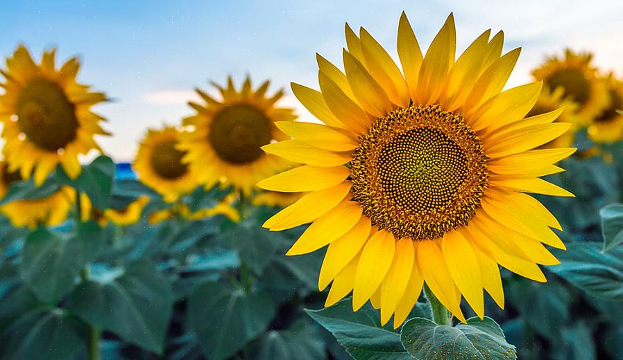 Flerårig Helianthus vil blomstre best i full sol