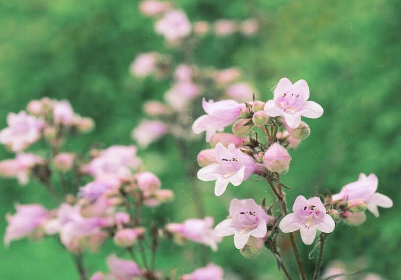 Penstemon planter er urteaktige stauder som har lanseformet løvverk