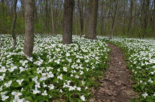 Giant Trillium er veldig prangende