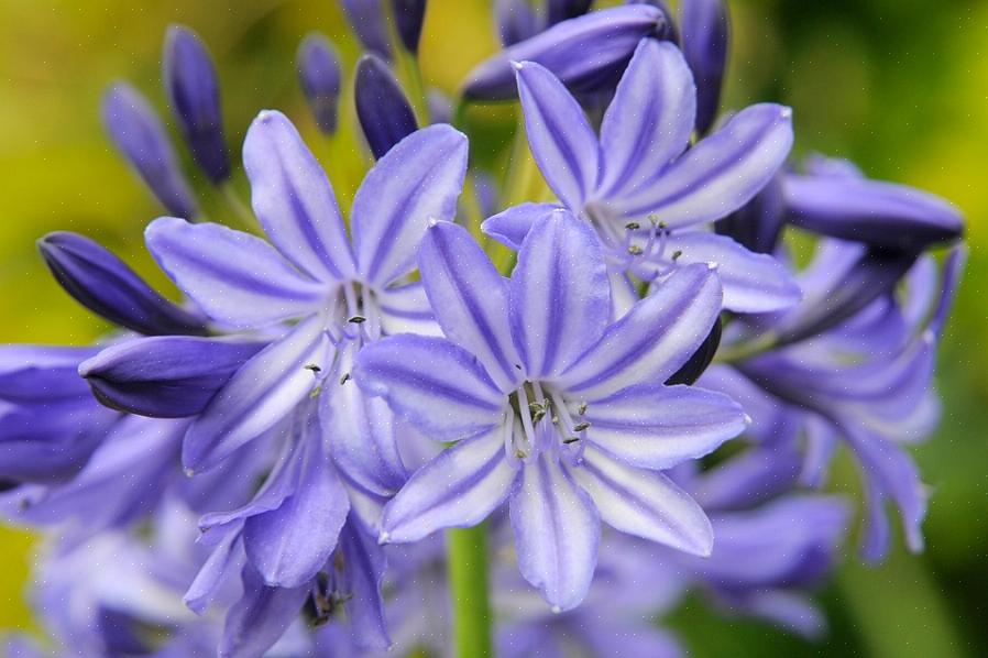 Agapanthus noen ganger kalt den blå afrikanske liljen eller bare afrikansk lilje er en fantastisk plante