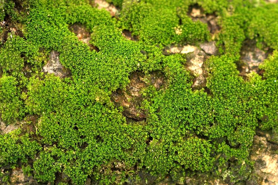 "Hvis gresset virkelig blomstrer i mosen