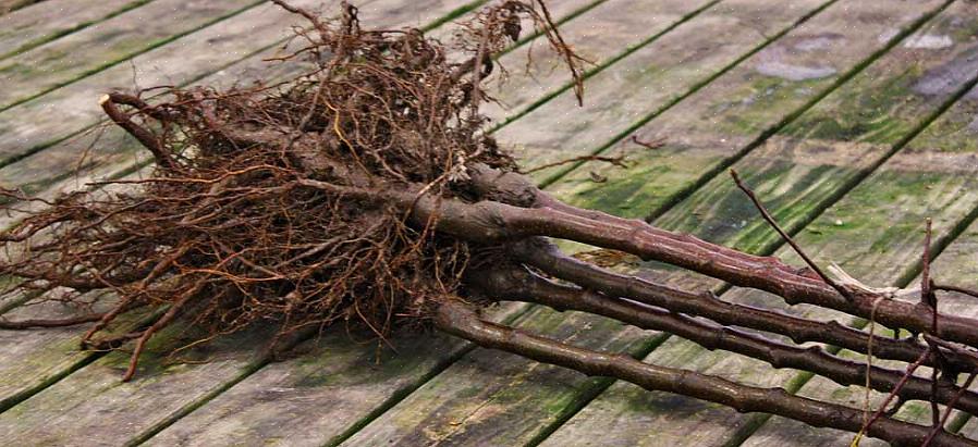 Bare rotplanter i butikkene kan sitte lenger enn de som sendes med posten