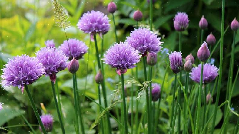 Gressløk har en fantastisk lilla blomst som tilbyr en kulinarisk godbit som vil bli en fantastisk godbit